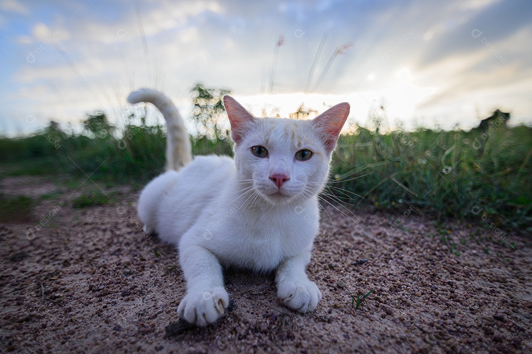 Gato branco deitado no gramado