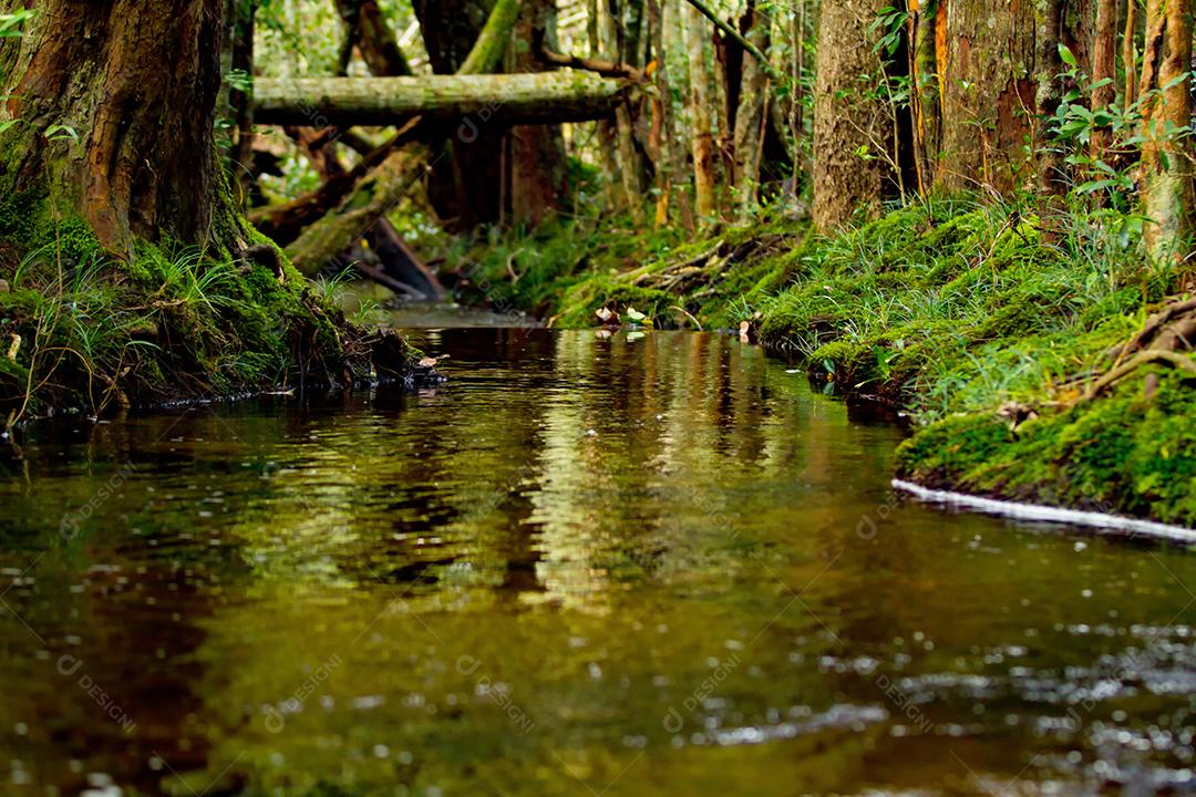 Rios, canais e riachos que correm água na floresta.