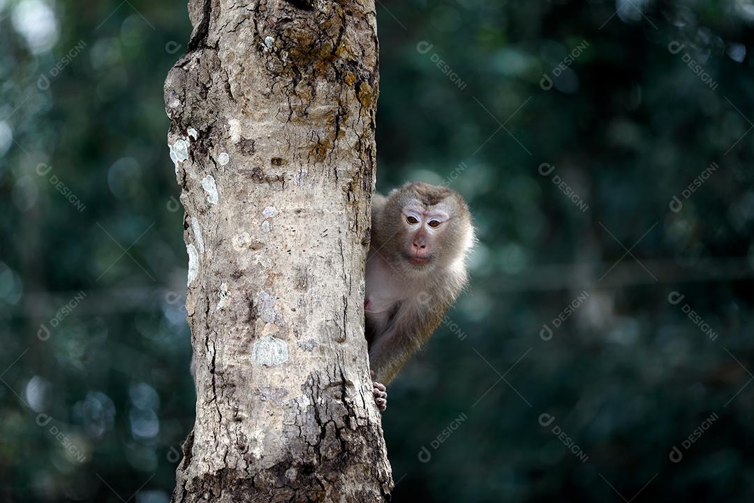 Macaco sentado em uma corda em uma árvore.