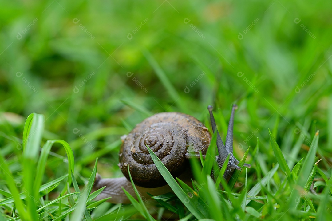 Caracol andando na grama