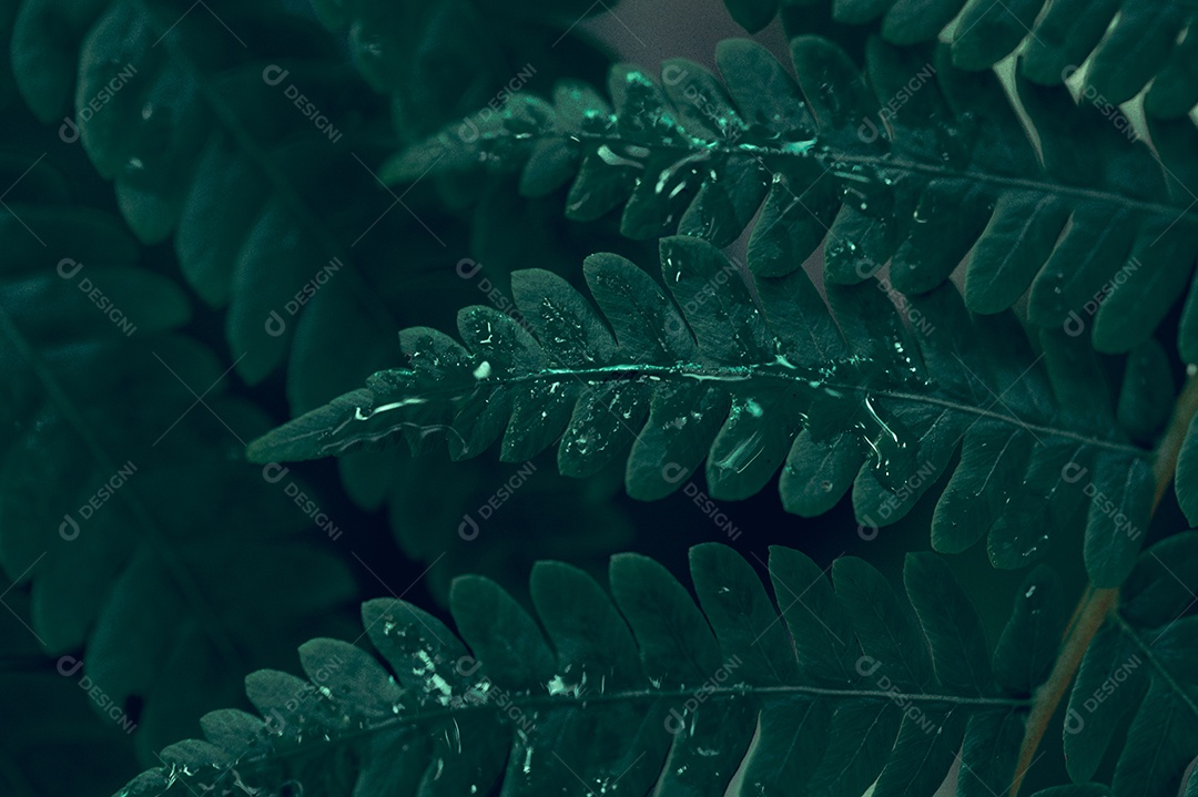 Folhas coloridas, conceito, natureza amorosa, meio ambiente