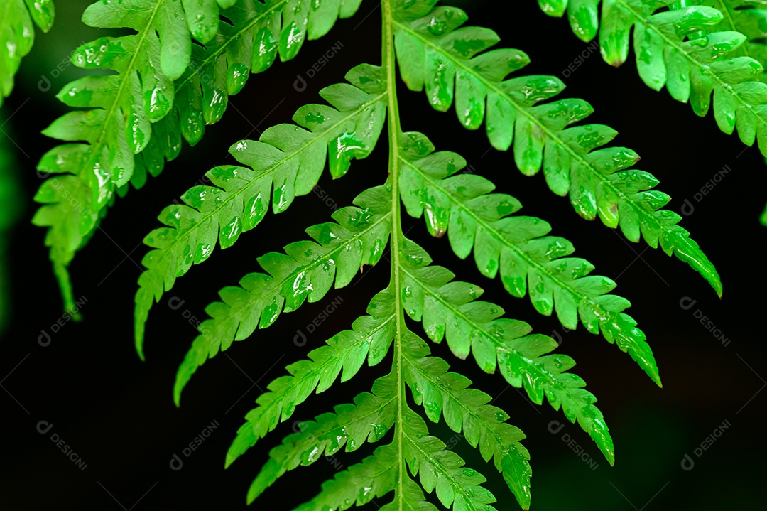 Folhas coloridas, conceito, natureza amorosa, meio ambiente