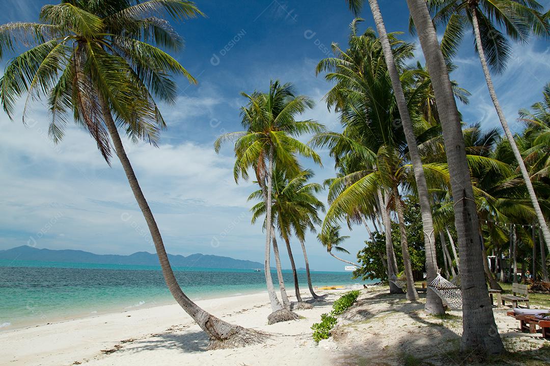 Palmeira de coco no sol e praia arenosa e mar tropical na ilha de Samui, fundo macio e embaçado