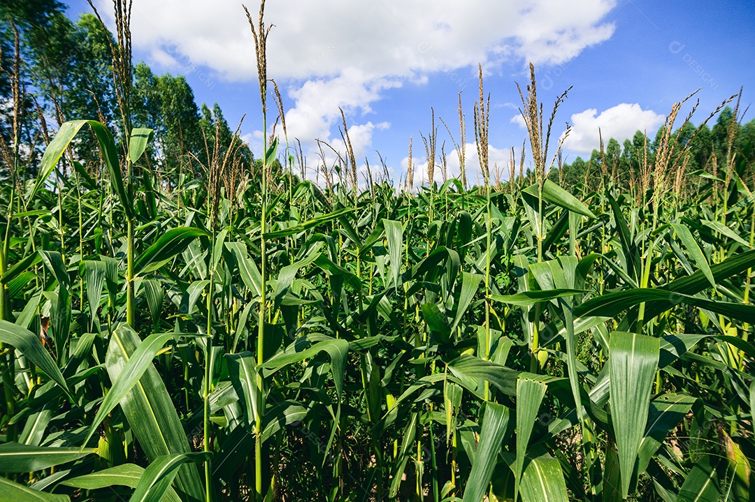 Agriculture corn field view