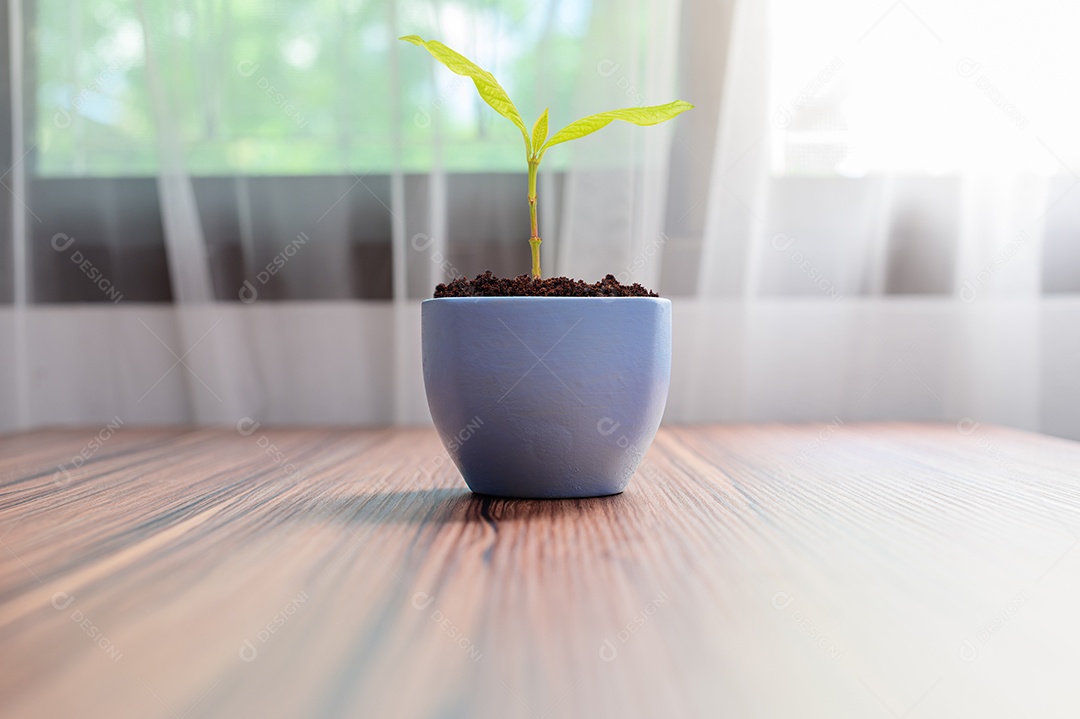 Vasos de plantas plantados no quarto