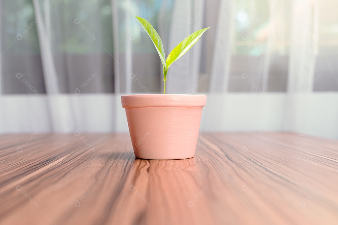 Vasos de plantas plantados no quarto