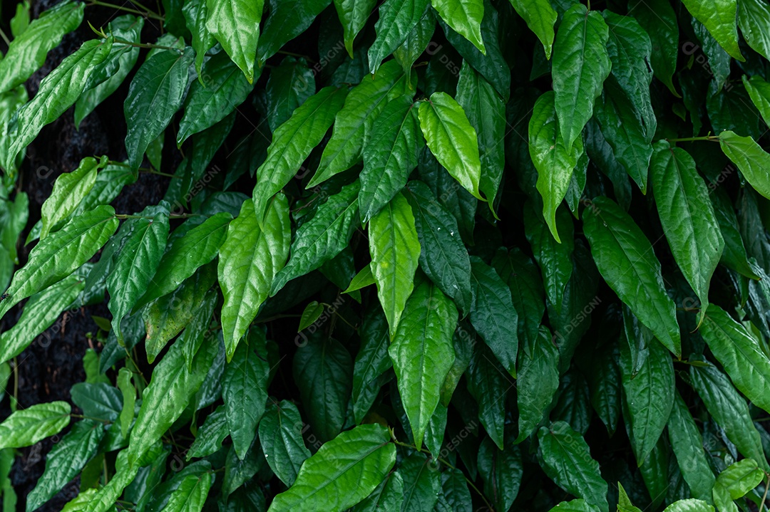 Folha fundo hera verde