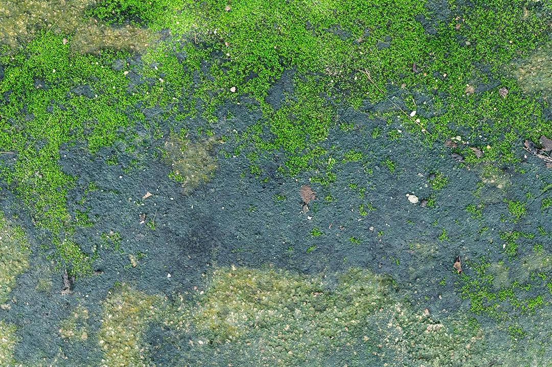 Musgo cresce no chão de cimento.