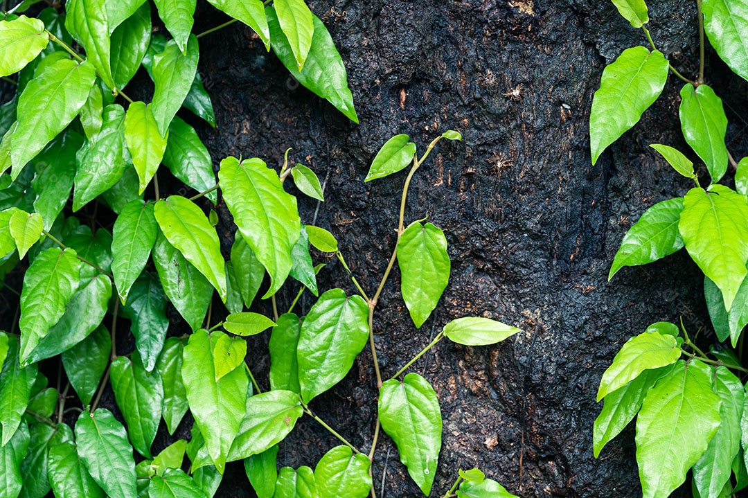 Folha fundo hera verde