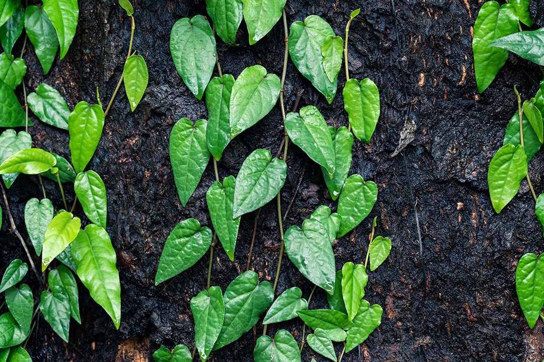 Folha fundo hera verde