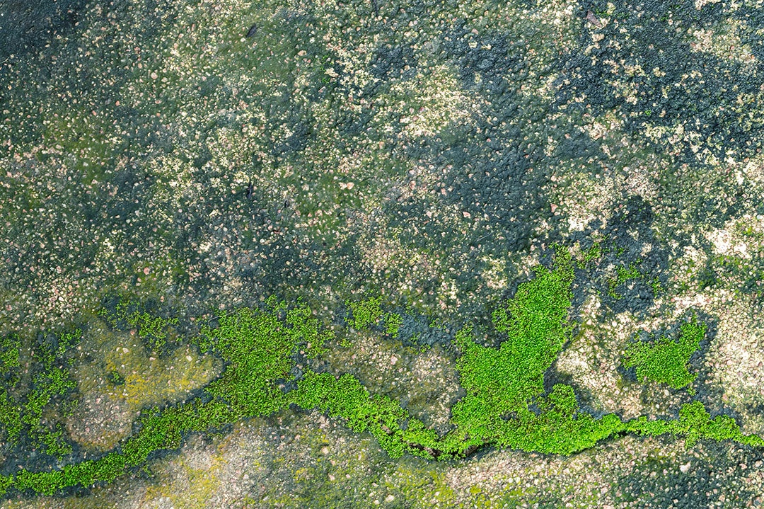 O musgo cresce no chão de cimento.