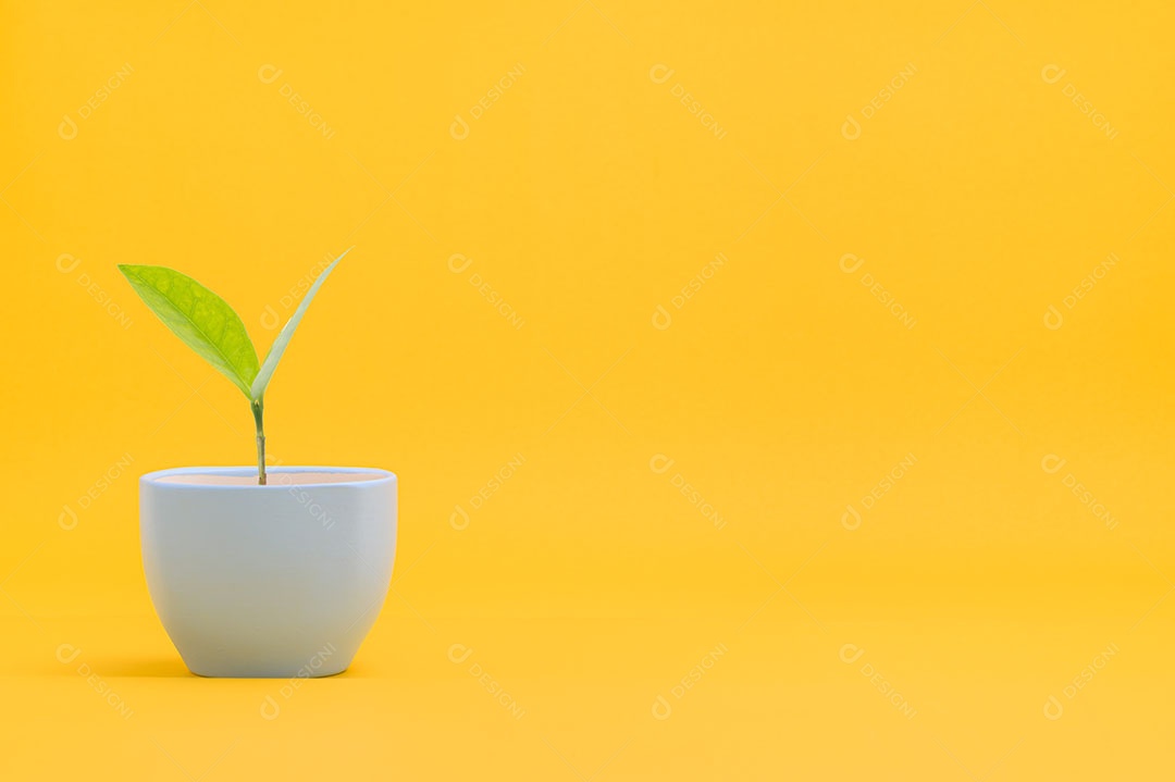 Planta em vaso crescendo