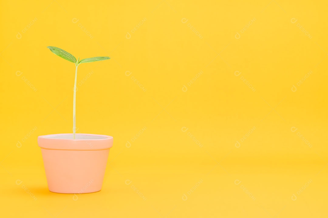 Planta em vaso crescendo