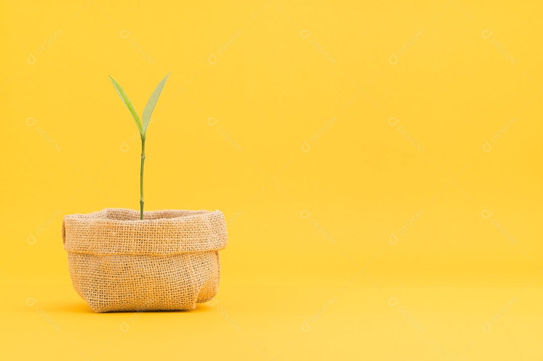 Planta em vaso crescendo