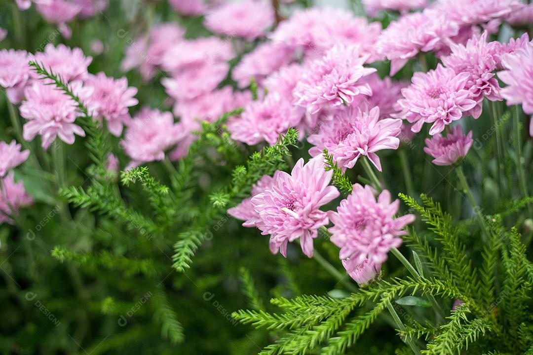 Linda flor rosa gerbera no jardim