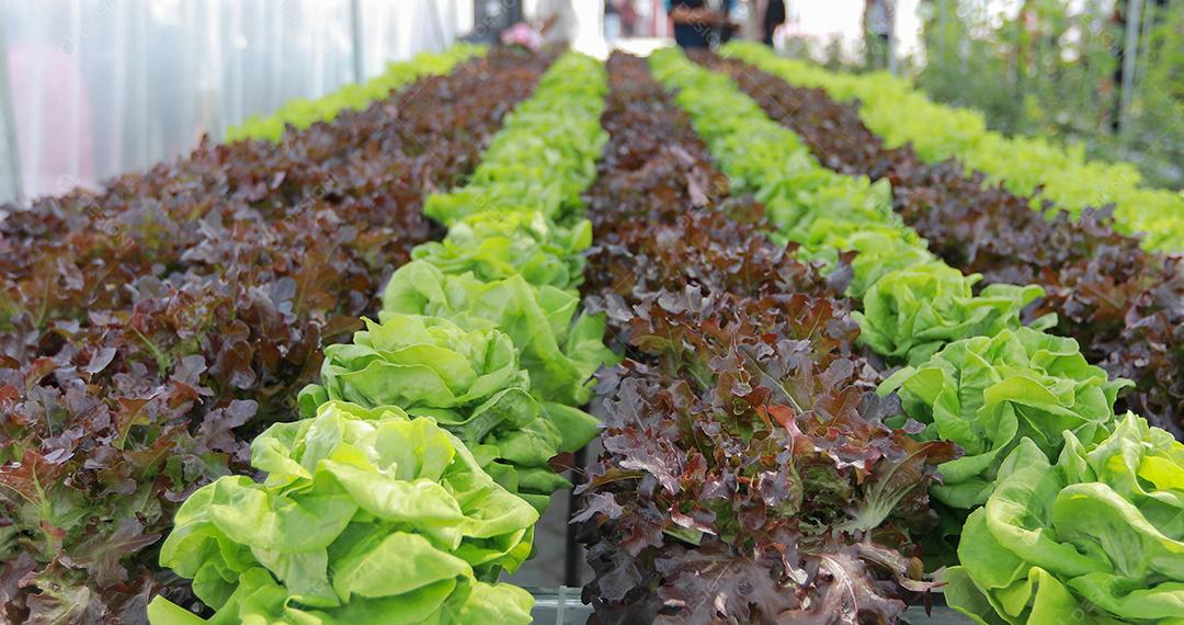 Legumes orgânicos e hidropônicos Repolho crescendo no campo de um agricultor