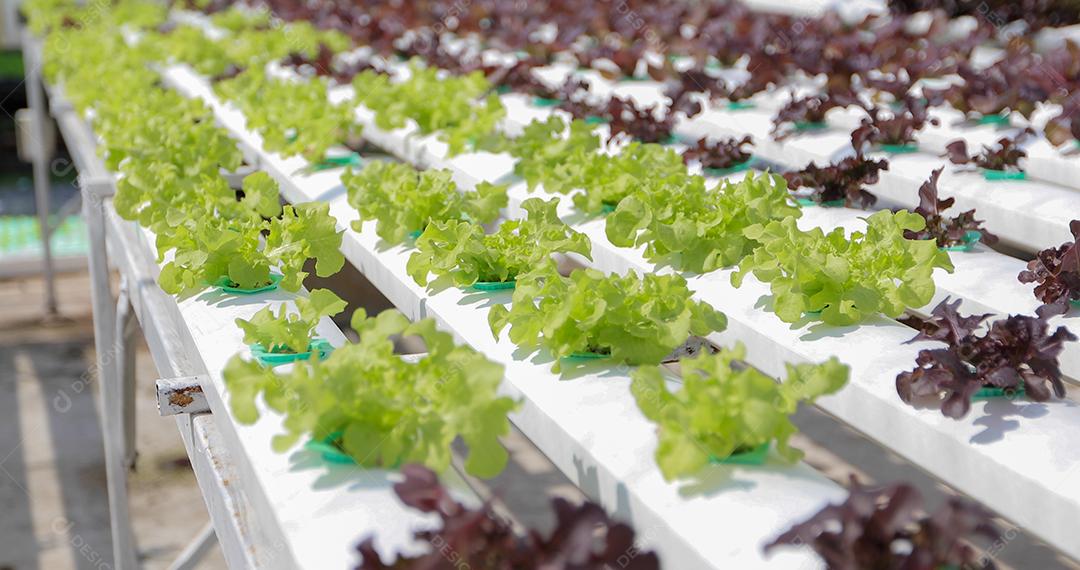 Legumes orgânicos e hidropônicos Repolho crescendo no campo de um agricultor