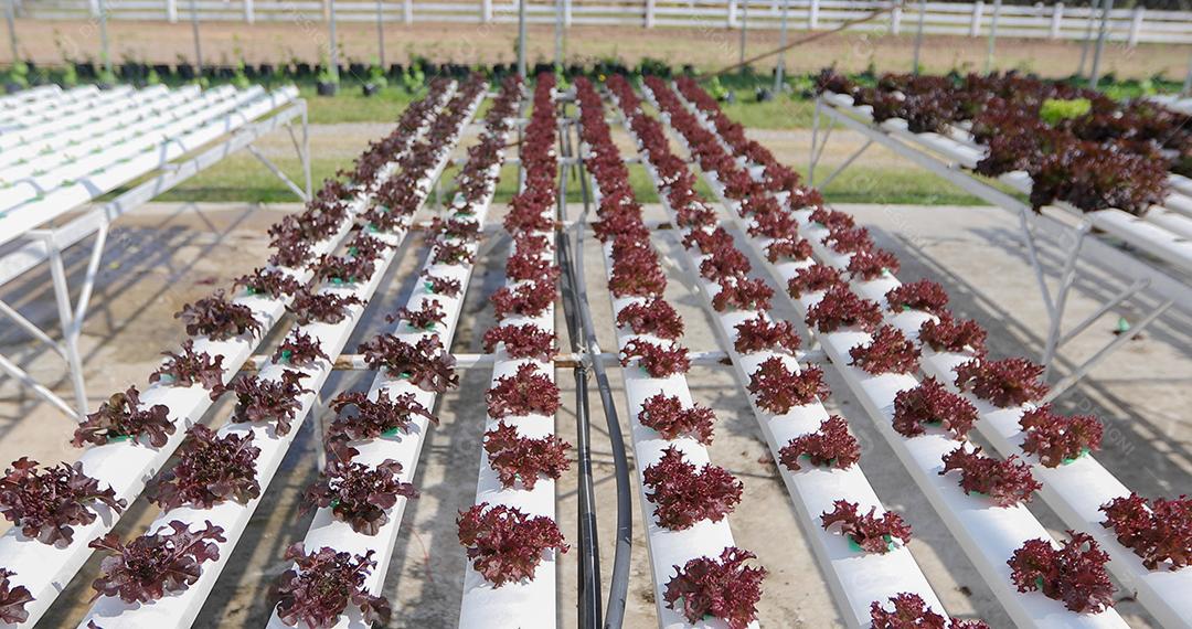 Legumes orgânicos e hidropônicos Repolho crescendo no campo de um agricultor