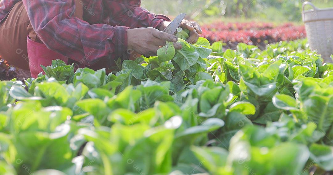 Legumes orgânicos e hidropônicos Repolho crescendo no campo de um agricultor