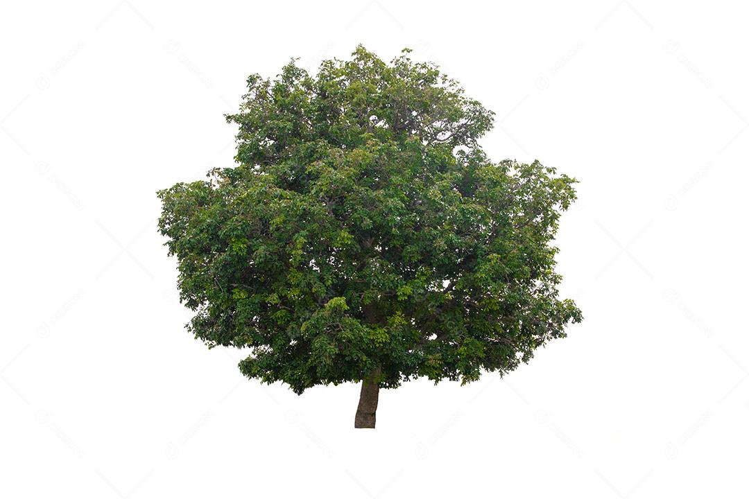 árvore verde isolada em um fundo branco