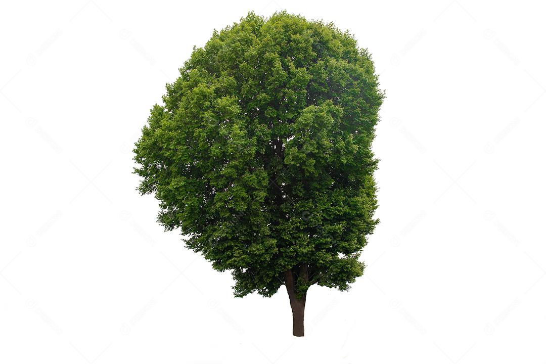 árvore verde isolada em um fundo branco