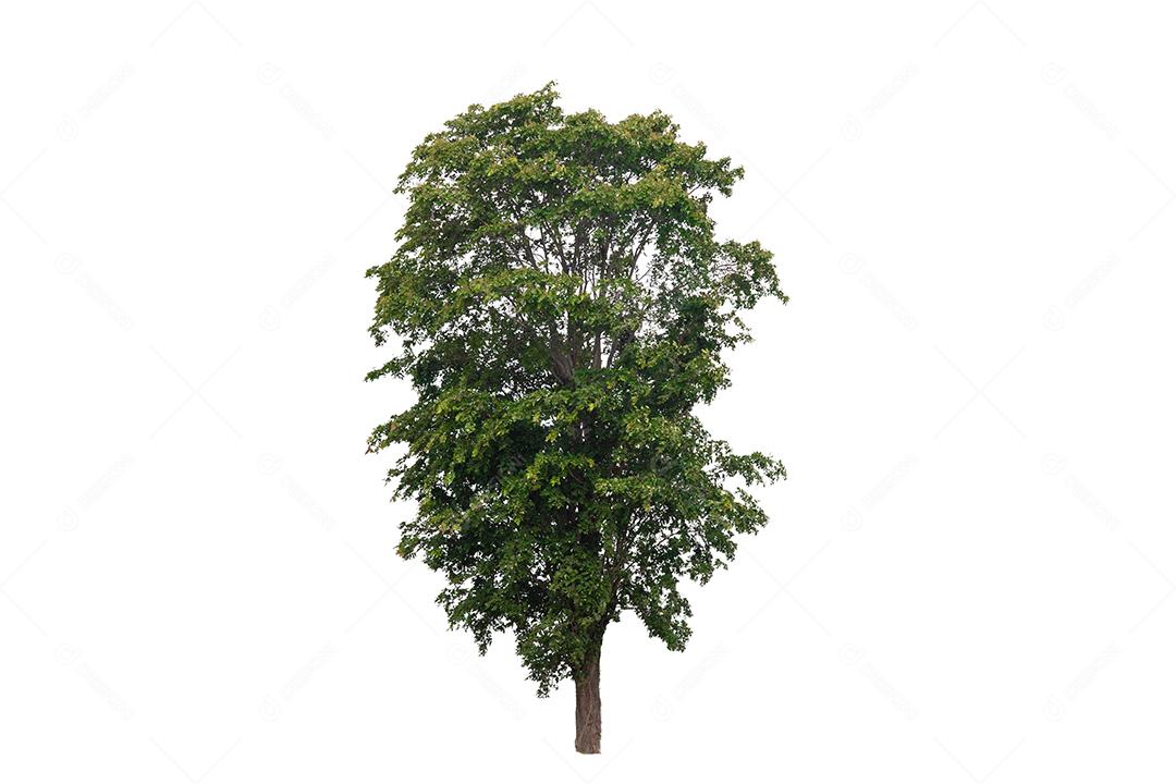 árvore verde isolada em um fundo branco