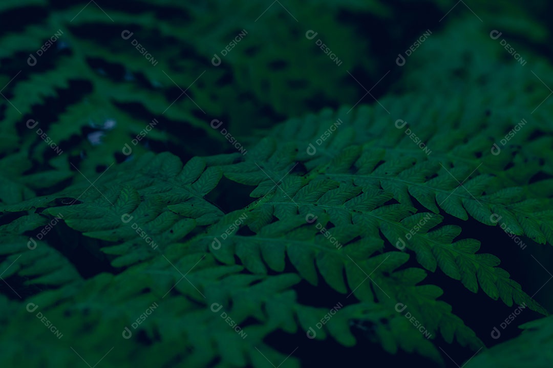 Plano de fundo deixa verde na natureza