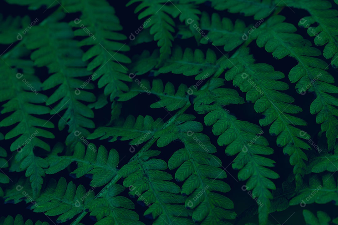 Plano de fundo deixa verde na natureza