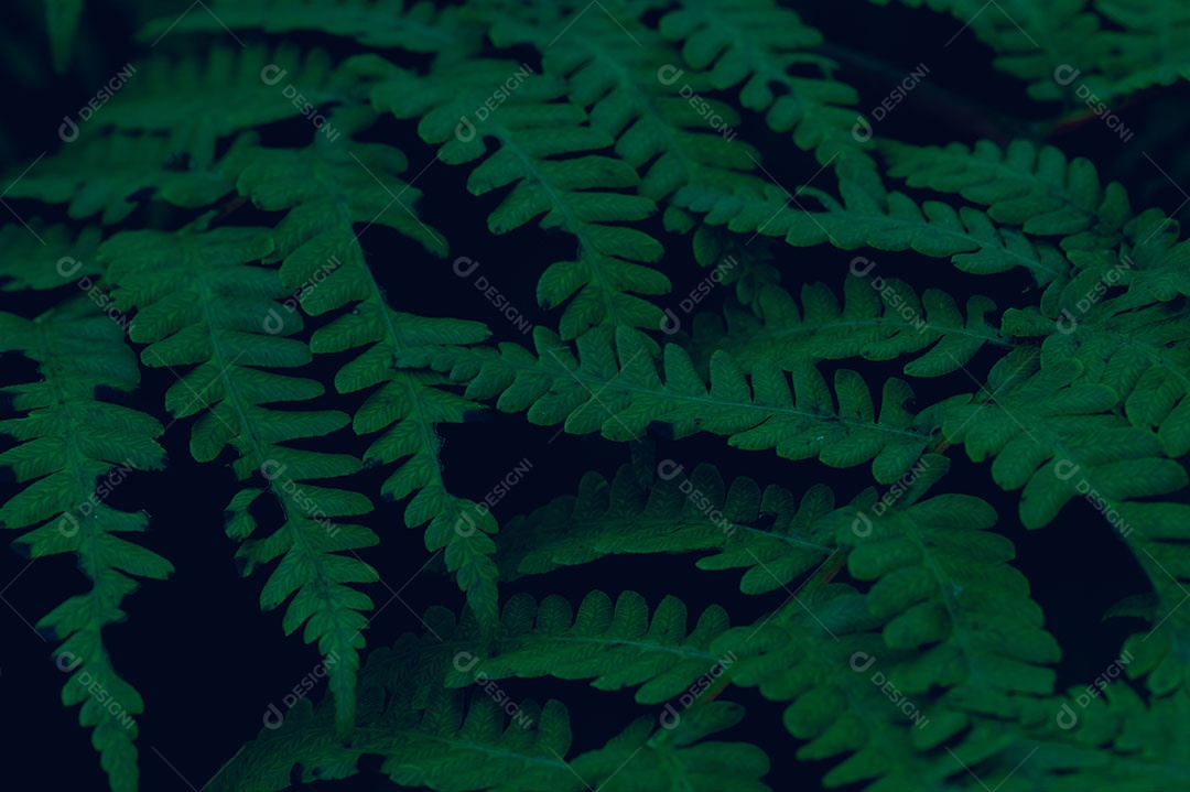 Plano de fundo deixa verde na natureza