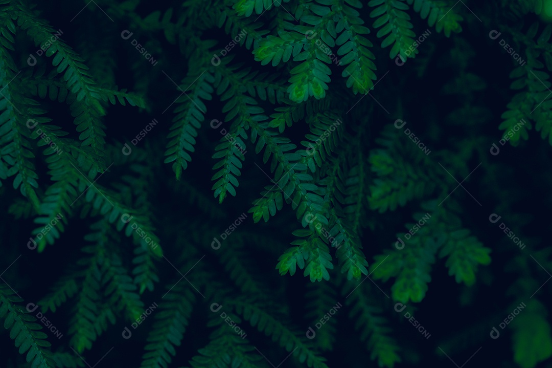 Plano de fundo deixa verde na natureza