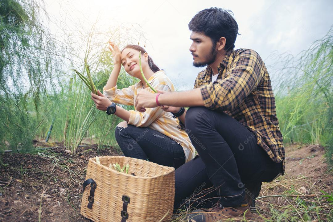 O agricultor e os jardineiros estão colhendo aspargos vegetais.