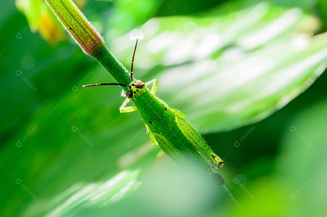 Macro de gafanhoto na folha na natureza