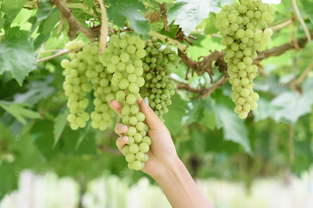Armeiro em seu vinhedo verificando e protegendo seus produtos