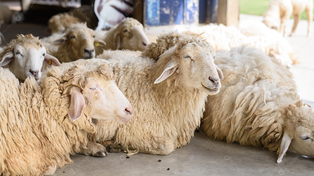 Barato no mercado dos fazendeiros