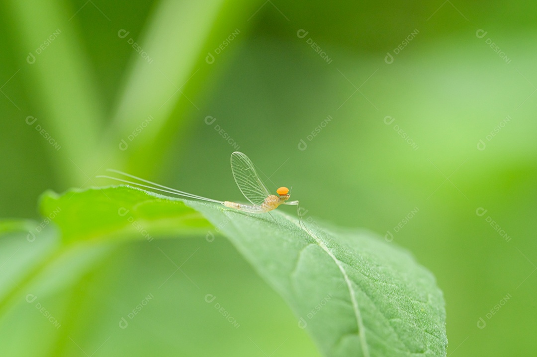 Macro Potamanthidae na folha, na natureza
