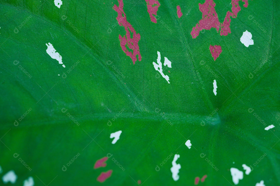 Plano de fundo deixa verde na natureza