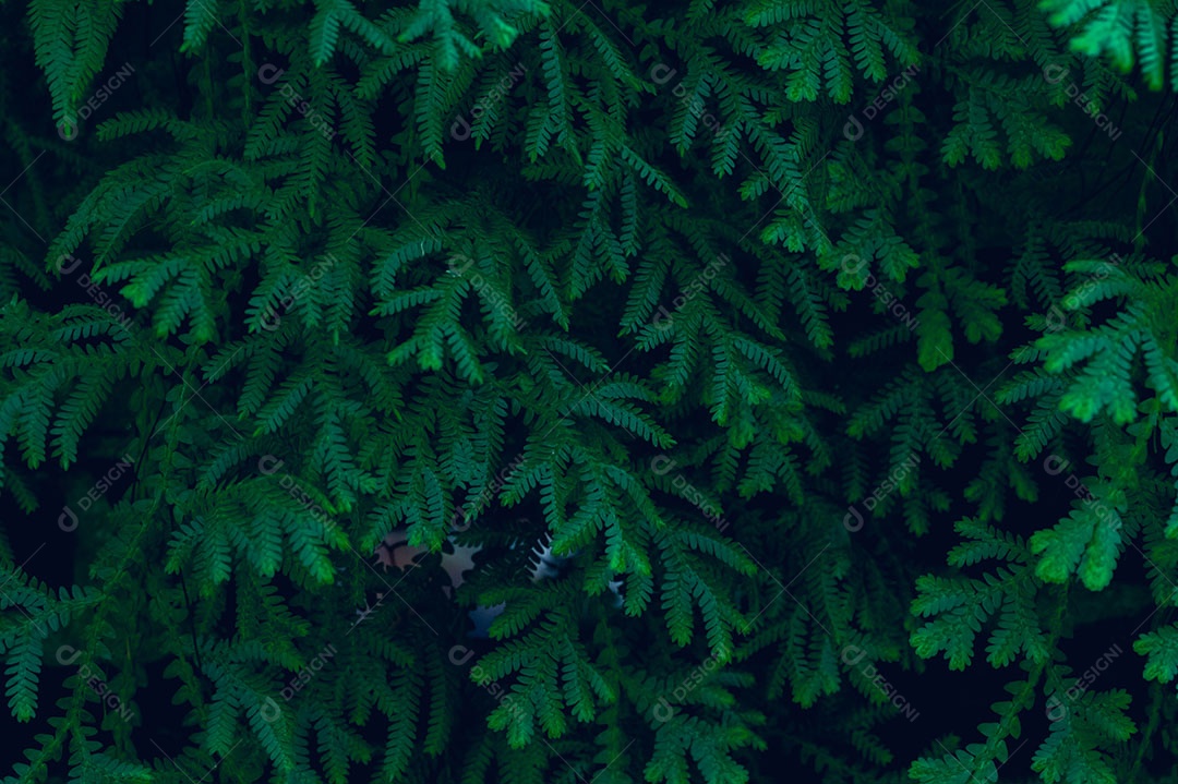 Plano de fundo deixa verde na natureza