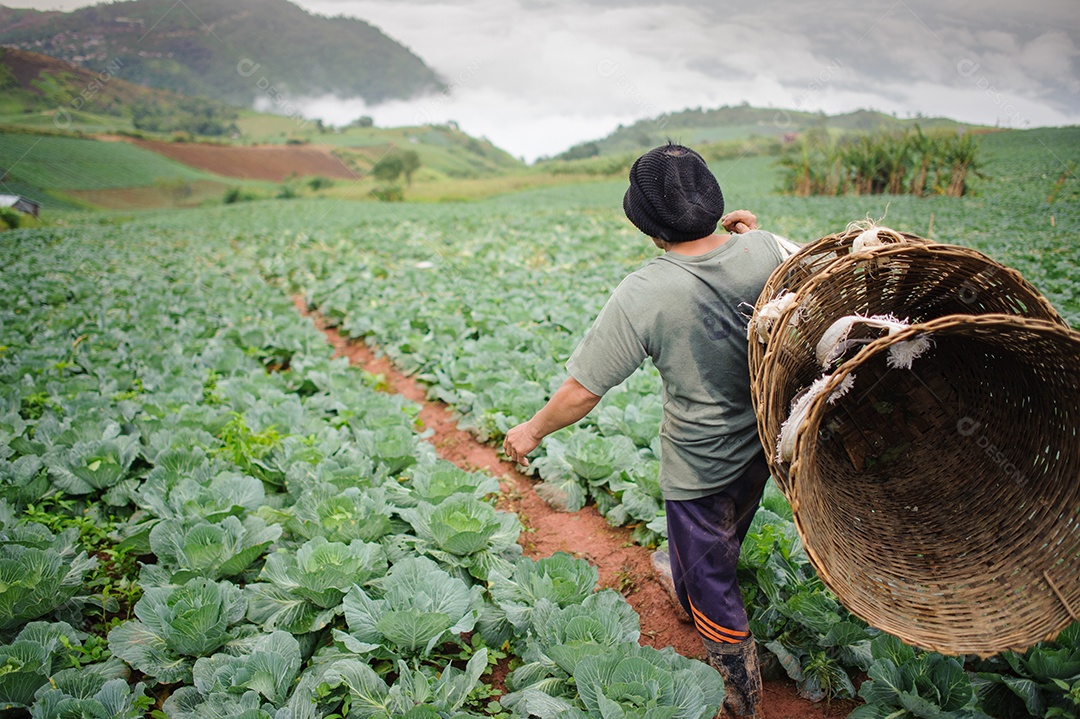 Collard e fazendeiro no fundo da agricultura