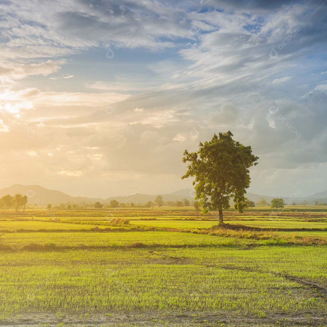 Carvalho solitário no pôr do sol
