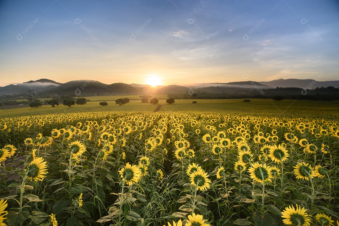 Plantação de girassol ao nascer do sol com campo gigantesco em Nakhon