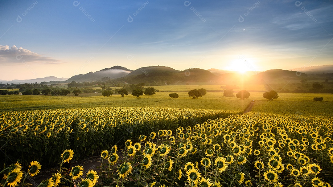 Plantação de girassol ao nascer do sol com campo gigantesco em Nakhon