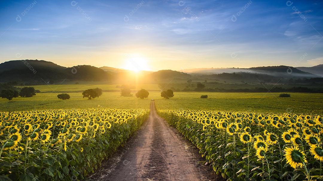 Plantação de girassol ao nascer do sol com campo gigantesco em Nakhon