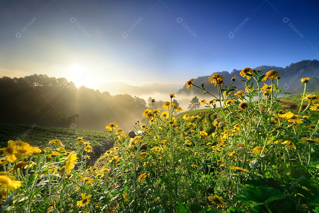 Flores amarelas e sol da manhã