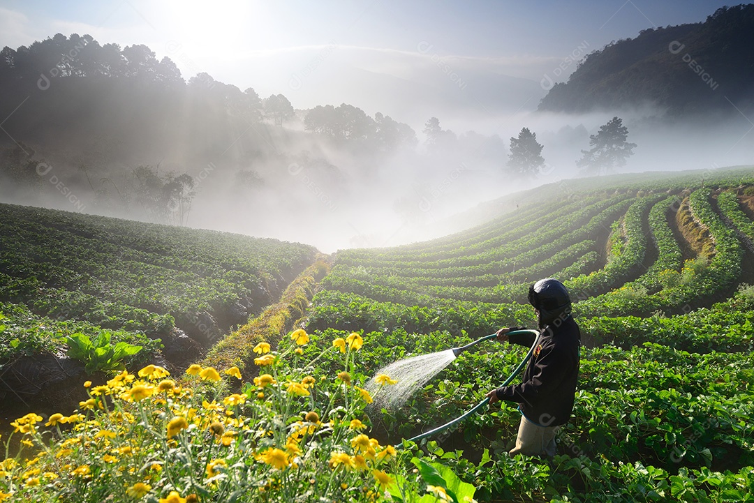 Flores amarelas e homem trabalhando na luz do sol da manhã