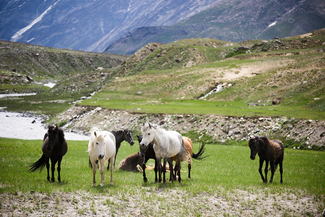 Cavalos no campo de vidro e rocha, norte da Índia