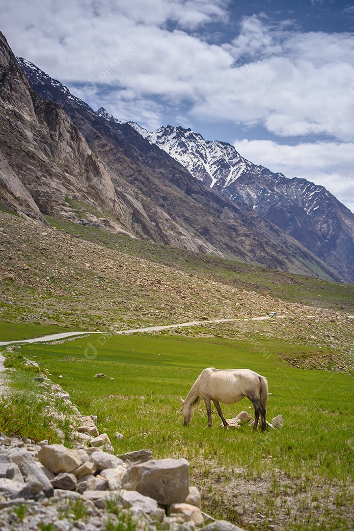 Cavalos no campo de vidro e rocha, norte da Índia