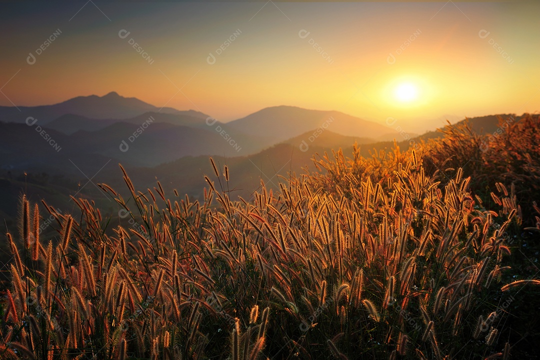 Paisagem do sol de verão do céu de grama seca