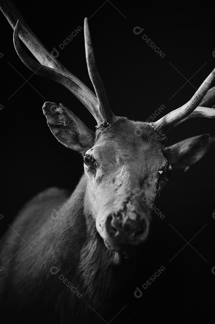 Animal cervo canadense em fundo preto