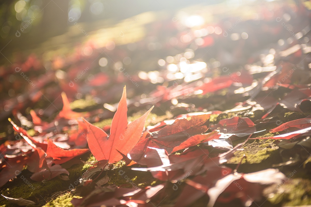 Queda de folha de bordo vermelha no chão e luz negra