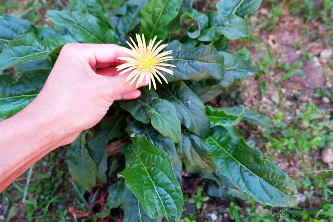 A mão de um homem asiático colhendo flores